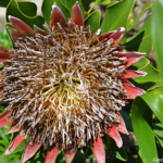 Protea in de tuin van de St George kerk in Knysna<br/>Copyright © JTravel.nl Protea in de tuin van de St George kerk in Knysna / Copyright © JTravel.nl