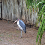 Afrikaanse maraboe in Cango Wildlife Ranch nabij Oudtshoorn<br/>Copyright © JTravel.nl Afrikaanse maraboe in Cango Wildlife Ranch nabij Oudtshoorn / Copyright © JTravel.nl