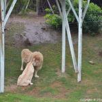 Leeuwen in Cango Wildlife Ranch nabij Oudtshoorn<br/>Copyright © JTravel.nl