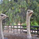 Struisvogels in Cango Ostrich Farm nabij Oudtshoorn<br/>Copyright © JTravel.nl Struisvogels in Cango Ostrich Farm nabij Oudtshoorn / Copyright © JTravel.nl