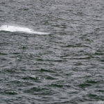 Walvis gespot in Hermanus<br/>Copyright © JTravel.nl Walvis gespot in Hermanus / Copyright © JTravel.nl