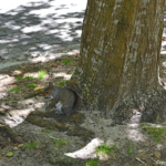 Eekhoorn in de Company's Garden in Kaapstad<br/>Copyright © JTravel.nl Eekhoorn de Company's Garden in Kaapstad / Copyright © JTravel.nl