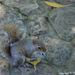 Eekhoorn in de Company's Garden in Kaapstad<br/>Copyright © JTravel.nl Eekhoorn de Company's Garden in Kaapstad / Copyright © JTravel.nl