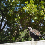 Vogel in de Company's Garden in Kaapstad<br/>Copyright © JTravel.nl Vogel in de Company's Garden in Kaapstad / Copyright © JTravel.nl