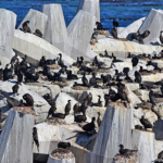 Aalscholvers op Robbeneiland<br/>Copyright © JTravel.nl Aalscholvers op Robbeneiland / Copyright © JTravel.nl