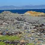 Pinguins op Robbeneiland<br/>Copyright © JTravel.nl Pinguins op Robbeneiland / Copyright © JTravel.nl