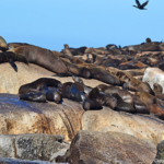 Zeehonden op Duikereiland<br/>Copyright © JTravel.nl Zeehonden op Duikereiland / Copyright © JTravel.nl