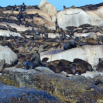 Zeehonden op Duikereiland<br/>Copyright © JTravel.nl Zeehonden op Duikereiland / Copyright © JTravel.nl