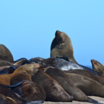 Zeehonden op Duikereiland<br/>Copyright © JTravel.nl Zeehonden op Duikereiland / Copyright © JTravel.nl