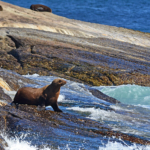 Zeehonden op Duikereiland<br/>Copyright © JTravel.nl Zeehonden op Duikereiland / Copyright © JTravel.nl