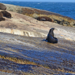 Zeehonden op Duikereiland<br/>Copyright © JTravel.nl Zeehonden op Duikereiland / Copyright © JTravel.nl