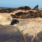 Zeehonden op Duikereiland<br/>Copyright © JTravel.nl Zeehonden op Duikereiland / Copyright © JTravel.nl