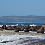 Zeehonden op Duikereiland<br/>Copyright © JTravel.nl Zeehonden op Duikereiland / Copyright © JTravel.nl