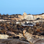 Zeehonden op Duikereiland<br/>Copyright © JTravel.nl Zeehonden op Duikereiland / Copyright © JTravel.nl
