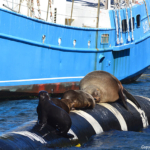 Zeehonden in de haven van Hout Bay<br/>Copyright © JTravel.nl Zeehonden in de haven van Hout Bay / Copyright © JTravel.nl