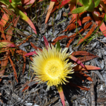 Plant op het Kaapse Schiereiland<br/>Copyright © JTravel.nl Plant op het Kaapse Schiereiland / Copyright © JTravel.nl