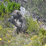 Baviaan op het Kaapse Schiereiland<br/>Copyright © JTravel.nl Baviaan op het Kaapse Schiereiland / Copyright © JTravel.nl