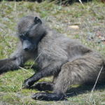 Baviaan op het Kaapse Schiereiland<br/>Copyright © JTravel.nl Baviaan op het Kaapse Schiereiland / Copyright © JTravel.nl