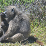 Bavianen op het Kaapse Schiereiland<br/>Copyright © JTravel.nl Bavianen op het Kaapse Schiereiland / Copyright © JTravel.nl