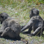 Bavianen op het Kaapse Schiereiland<br/>Copyright © JTravel.nl Bavianen op het Kaapse Schiereiland / Copyright © JTravel.nl