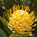 Suikerbossie bij Capepoint<br/>Copyright © JTravel.nl Suikerbossie bij Capepoint / Copyright © JTravel.nl