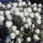 Witte ijskruidplant op het Kaapse schiereiland<br/>Copyright © JTravel.nl Witte ijskruidplant op het Kaapse schiereiland / Copyright © JTravel.nl