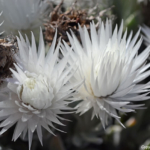Witte ijskruidplant op het Kaapse schiereiland<br/>Copyright © JTravel.nl Witte ijskruidplant op het Kaapse schiereiland / Copyright © JTravel.nl