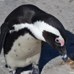 Pinguin in Boulders Beach<br/>Copyright © JTravel.nl Pinguin in Boulders Beach / Copyright © JTravel.nl