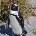 Pinguin in Boulders Beach<br/>Copyright © JTravel.nl Pinguin in Boulders Beach / Copyright © JTravel.nl