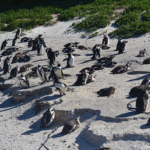 Pinguins in Boulders Beach<br/>Copyright © JTravel.nl Pinguins in Boulders Beach / Copyright © JTravel.nl