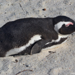 Pinguin in Boulders Beach<br/>Copyright © JTravel.nl Pinguin in Boulders Beach / Copyright © JTravel.nl