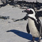 Pinguin in Boulders Beach<br/>Copyright © JTravel.nl Pinguin in Boulders Beach / Copyright © JTravel.nl