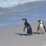 Pinguins in Boulders Beach<br/>Copyright © JTravel.nl Pinguins in Boulders Beach / Copyright © JTravel.nl