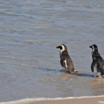 Pinguins in Boulders Beach<br/>Copyright © JTravel.nl Pinguins in Boulders Beach / Copyright © JTravel.nl
