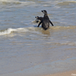 Pinguins in Boulders Beach<br/>Copyright © JTravel.nl Pinguins in Boulders Beach / Copyright © JTravel.nl