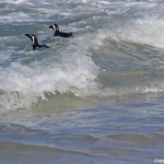 Pinguins in Boulders Beach<br/>Copyright © JTravel.nl Pinguins in Boulders Beach / Copyright © JTravel.nl