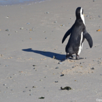 Pinguin in Boulders Beach<br/>Copyright © JTravel.nl Pinguin in Boulders Beach / Copyright © JTravel.nl