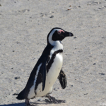 Pinguin in Boulders Beach<br/>Copyright © JTravel.nl Pinguin in Boulders Beach / Copyright © JTravel.nl