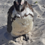 Pinguin in Boulders Beach<br/>Copyright © JTravel.nl Pinguin in Boulders Beach / Copyright © JTravel.nl