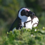 Pinguins in Boulders Beach<br/>Copyright © JTravel.nl Pinguins in Boulders Beach / Copyright © JTravel.nl
