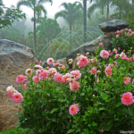 Mae Fah Luang tuin op de Doi Tung berg bij Chiang Rai<br/>Copyright © JTravel.nl Mae Fah Luang tuin op de Doi Tung berg bij Chiang Rai / Copyright © JTravel.nl