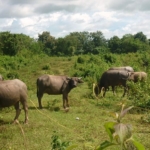 Waterbuffels langs de kant van de weg onderweg naar de Mekong Rivier bij Chiang Rai<br/>Copyright © JTravel.nl Waterbuffels langs de kant van de weg onderweg naar de Mekong Rivier bij Chiang Rai / Copyright © JTravel.nl