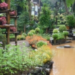 Mae Fah Luang tuin op de Doi Tung berg bij Chiang Rai<br/>Copyright © JTravel.nl Mae Fah Luang tuin op de Doi Tung berg bij Chiang Rai / Copyright © JTravel.nl