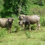Waterbuffels langs de kant van de weg onderweg naar de Mekong Rivier bij Chiang Rai<br/>Copyright © JTravel.nl Waterbuffels langs de kant van de weg onderweg naar de Mekong Rivier bij Chiang Rai / Copyright © JTravel.nl