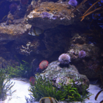 Een aquarium in het Two Oceans Aquarium in Kaapstad<br/>Copyright © JTravel.nl Een aquarium in het Two Oceans Aquarium in Kaapstad / Copyright © JTravel.nl