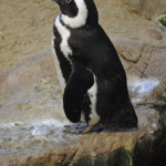 Een Afrikaanse pinguin in het Two Oceans Aquarium in Kaapstad<br/>Copyright © JTravel.nl Een Afrikaanse pinguin in het Two Oceans Aquarium in Kaapstad / Copyright © JTravel.nl