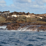 Zeehonden op Duikereiland<br/>Copyright © JTravel.nl Zeehonden op Duikereiland / Copyright © JTravel.nl
