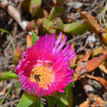 Een plant in Kaap de Hoop National Park<br/>Copyright © JTravel.nl Een plant in Kaap de Hoop National Park / Copyright © JTravel.nl
