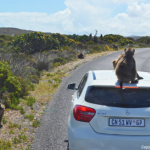 Bavianen langs de kant van de weg in het Kaap de Goede Hoop National Park<br/>Copyright © JTravel.nl Bavianen langs de kant van de weg in het Kaap de Goede Hoop National Park / Copyright © JTravel.nl