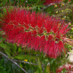 Een borstelboom in Simon's Town<br/>Copyright © JTravel.nl Een borstelboom in Simon's Town / Copyright © JTravel.nl